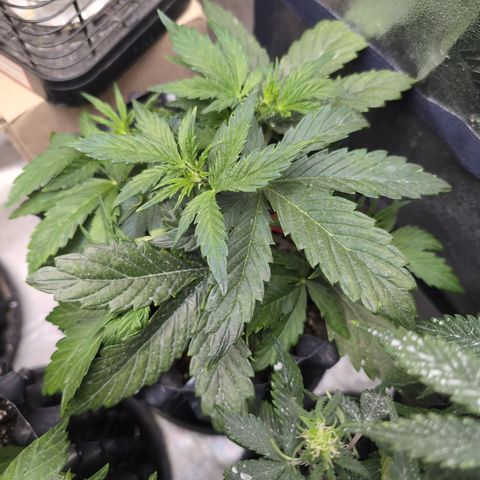 Chrissy -Bruce Banner (78d) 27-33% 60/40S, 215gw/41g dry growlog timeline photo