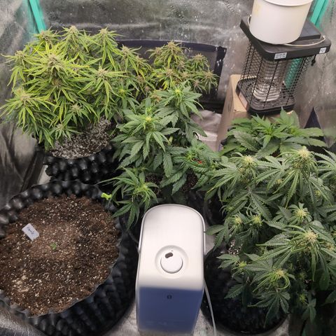Chrissy -Bruce Banner (78d) 27-33% 60/40S, 215gw/41g dry growlog timeline photo