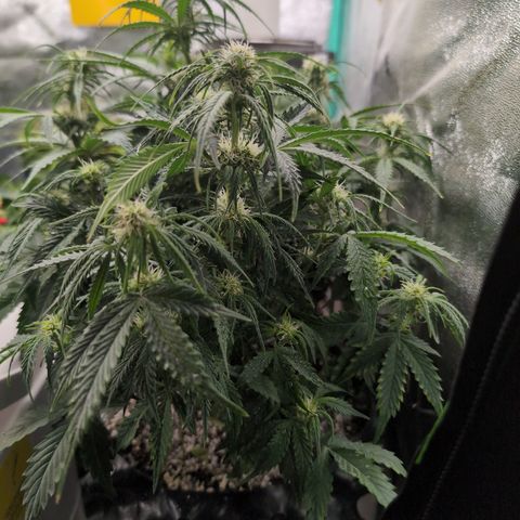 Zelda- Purple Panama Red 17-21%S, (94 days),  287w/60d growlog photo: Happy! Perky!!