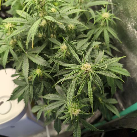 Zelda- Purple Panama Red 17-21%S, (94 days),  287w/60d growlog photo: Happy! Perky!!