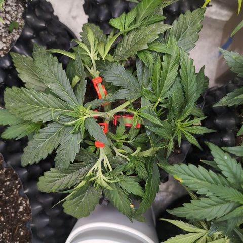 Chrissy -Bruce Banner (78d) 27-33% 60/40S, 215gw/41g dry growlog photo: Beautiful!