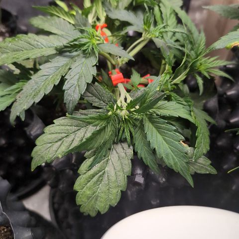 Chrissy -Bruce Banner (78d) 27-33% 60/40S, 215gw/41g dry growlog photo: Beautiful!