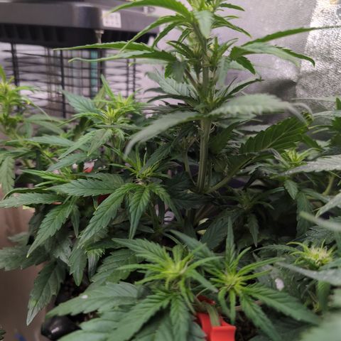 Quinn- Quarter Pounder w/Cheese (84d) 22-28%Sativa 163g wet/36g dry growlog timeline photo