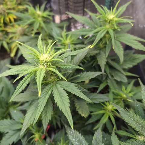 Quinn- Quarter Pounder w/Cheese (84d) 22-28%Sativa 163g wet/36g dry growlog timeline photo