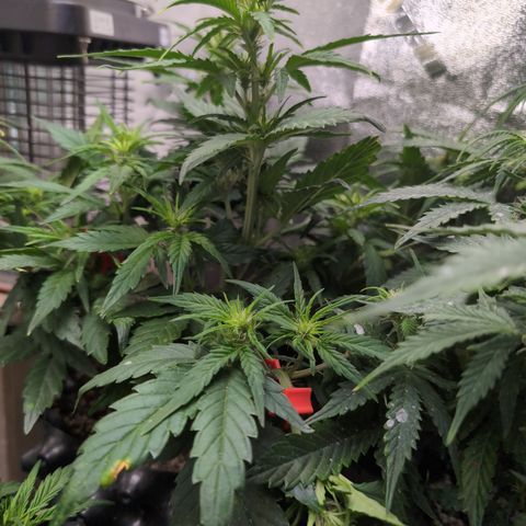 Quinn- Quarter Pounder w/Cheese (84d) 22-28%Sativa 163g wet/36g dry growlog timeline photo