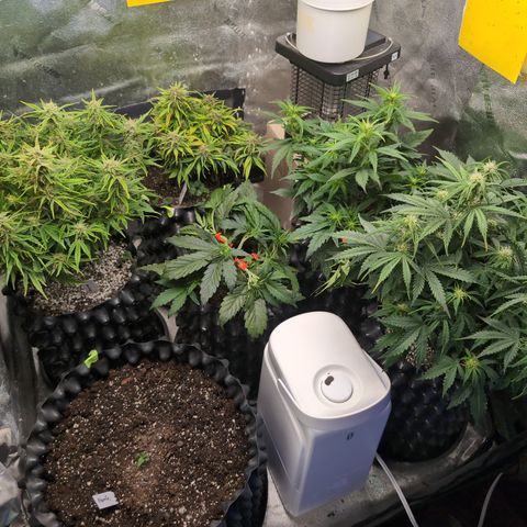 Chrissy -Bruce Banner (78d) 27-33% 60/40S, 215gw/41g dry growlog photo: 💕