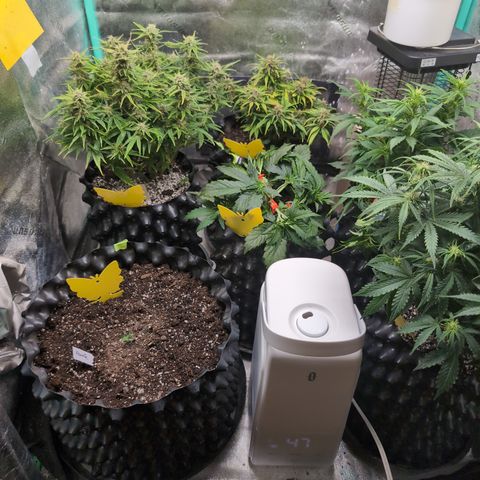 Chrissy -Bruce Banner (78d) 27-33% 60/40S, 215gw/41g dry growlog timeline photo