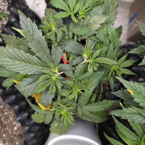 Chrissy -Bruce Banner (78d) 27-33% 60/40S, 215gw/41g dry growlog timeline photo