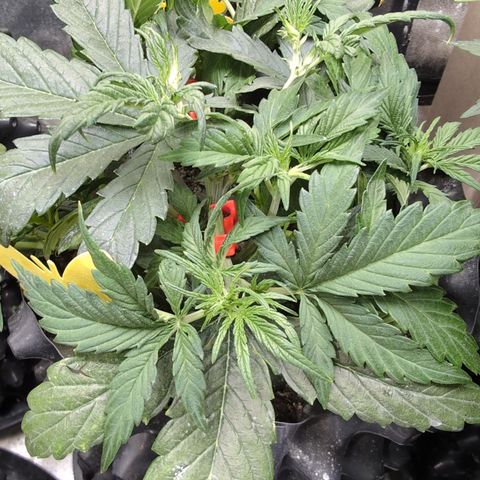 Chrissy -Bruce Banner (78d) 27-33% 60/40S, 215gw/41g dry growlog timeline photo