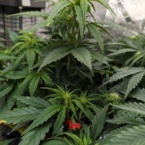 Quinn- Quarter Pounder w/Cheese (84d) 22-28%Sativa 163g wet/36g dry growlog timeline photo