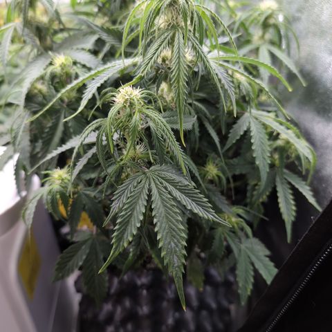 Zelda- Purple Panama Red 17-21%S, (94 days),  287w/60d growlog timeline photo