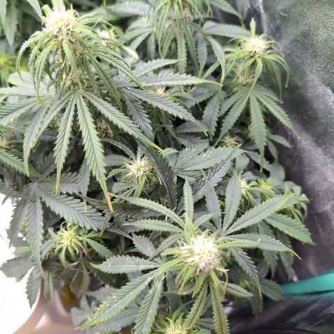 Zelda- Purple Panama Red 17-21%S, (94 days),  287w/60d growlog timeline photo
