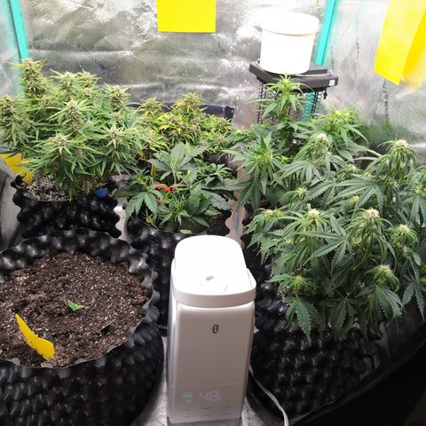 Chrissy -Bruce Banner (78d) 27-33% 60/40S, 215gw/41g dry growlog photo: 😁