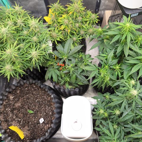 Chrissy -Bruce Banner (78d) 27-33% 60/40S, 215gw/41g dry growlog photo: 😁