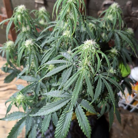 Zelda- Purple Panama Red 17-21%S, (94 days),  287w/60d growlog photo: She's whimpy. Her pH is off.
5.5 😯