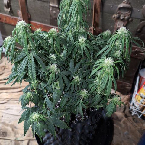 Zelda- Purple Panama Red 17-21%S, (94 days),  287w/60d growlog photo: I also tried spraying the DE off. 😁