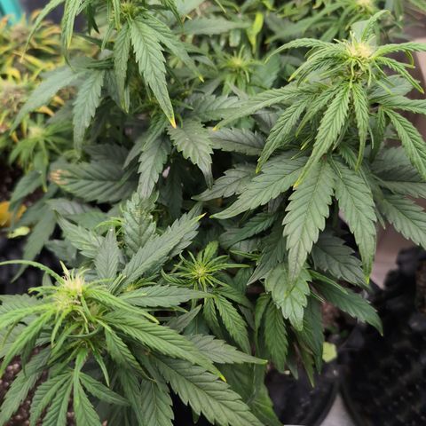 Quinn- Quarter Pounder w/Cheese (84d) 22-28%Sativa 163g wet/36g dry growlog timeline photo