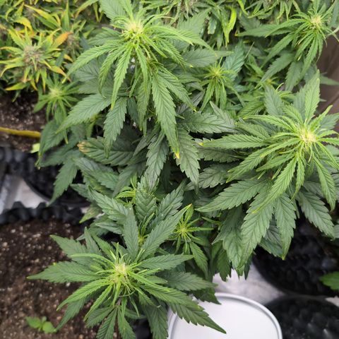 Quinn- Quarter Pounder w/Cheese (84d) 22-28%Sativa 163g wet/36g dry growlog timeline photo