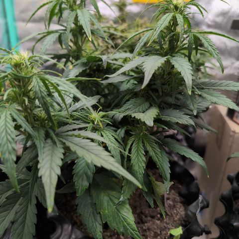 Quinn- Quarter Pounder w/Cheese (84d) 22-28%Sativa 163g wet/36g dry growlog timeline photo