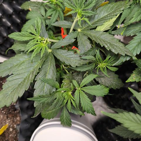 Chrissy -Bruce Banner (78d) 27-33% 60/40S, 215gw/41g dry growlog timeline photo