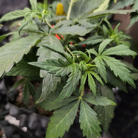 Chrissy -Bruce Banner (78d) 27-33% 60/40S, 215gw/41g dry growlog timeline photo