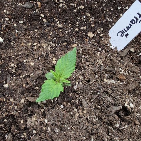 Frannie- BB Fat Bastard (90), Hybrid, 30-38%, 312 wet/57 dry growlog timeline photo