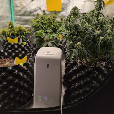 Chrissy -Bruce Banner (78d) 27-33% 60/40S, 215gw/41g dry growlog timeline photo