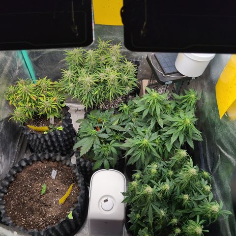Chrissy -Bruce Banner (78d) 27-33% 60/40S, 215gw/41g dry growlog timeline photo