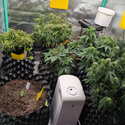 Chrissy -Bruce Banner (78d) 27-33% 60/40S, 215gw/41g dry growlog timeline photo