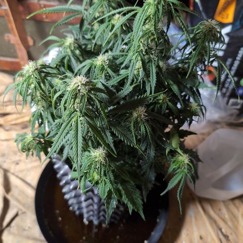 Zelda- Purple Panama Red 17-21%S, (94 days),  287w/60d growlog timeline photo