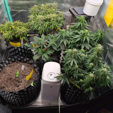 Chrissy -Bruce Banner (78d) 27-33% 60/40S, 215gw/41g dry growlog timeline photo