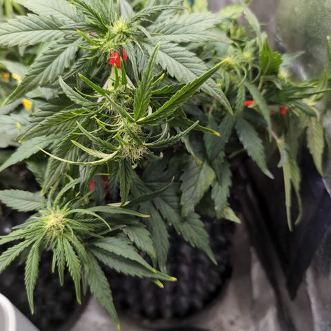 Quinn- Quarter Pounder w/Cheese (84d) 22-28%Sativa 163g wet/36g dry growlog timeline photo