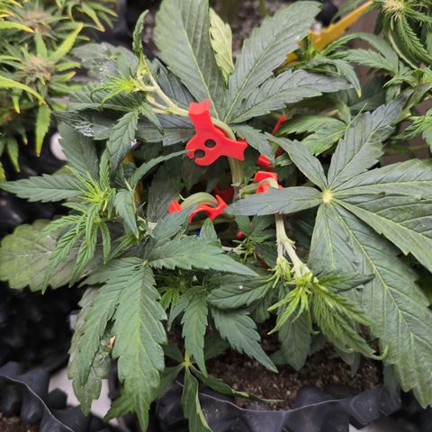 Chrissy -Bruce Banner (78d) 27-33% 60/40S, 215gw/41g dry growlog timeline photo