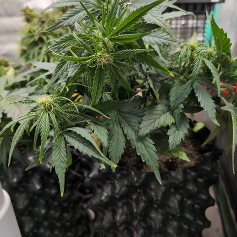 Quinn- Quarter Pounder w/Cheese (84d) 22-28%Sativa 163g wet/36g dry growlog timeline photo