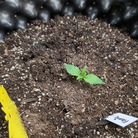Frannie- BB Fat Bastard (90), Hybrid, 30-38%, 312 wet/57 dry growlog timeline photo
