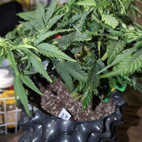 Quinn- Quarter Pounder w/Cheese (84d) 22-28%Sativa 163g wet/36g dry growlog timeline photo