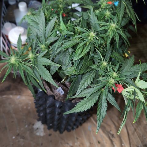 Quinn- Quarter Pounder w/Cheese (84d) 22-28%Sativa 163g wet/36g dry growlog timeline photo