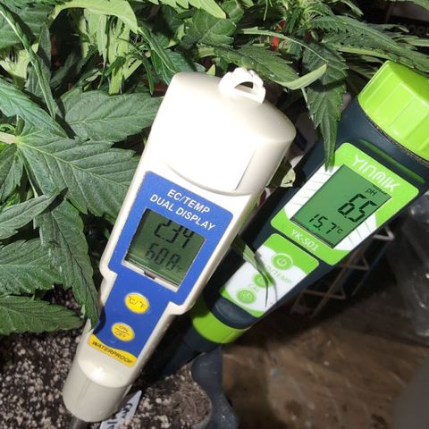 Quinn- Quarter Pounder w/Cheese (84d) 22-28%Sativa 163g wet/36g dry growlog photo: This wasn't easy. She started at 6.3 and 0.10 EC. 
She's a beauty!!