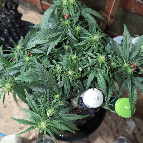 Quinn- Quarter Pounder w/Cheese (84d) 22-28%Sativa 163g wet/36g dry growlog timeline photo