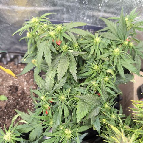 Quinn- Quarter Pounder w/Cheese (84d) 22-28%Sativa 163g wet/36g dry growlog timeline photo
