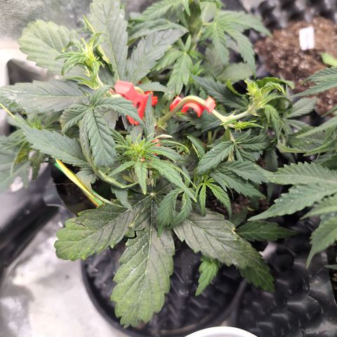 Chrissy -Bruce Banner (78d) 27-33% 60/40S, 215gw/41g dry growlog timeline photo
