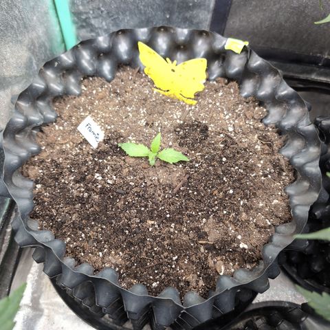 Frannie- BB Fat Bastard (90), Hybrid, 30-38%, 312 wet/57 dry growlog timeline photo