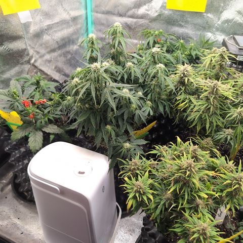 Chrissy -Bruce Banner (78d) 27-33% 60/40S, 215gw/41g dry growlog timeline photo