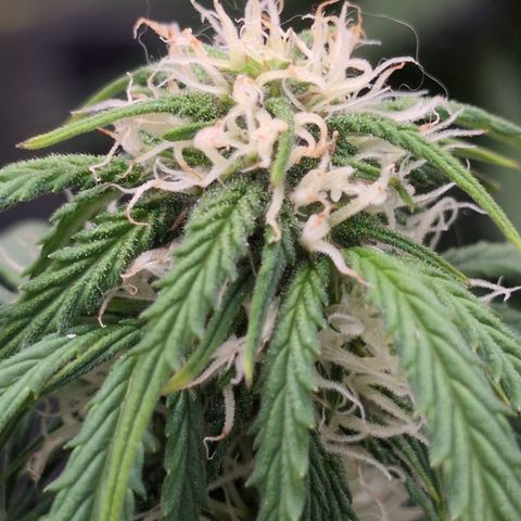Zelda- Purple Panama Red 17-21%S, (94 days),  287w/60d growlog timeline photo