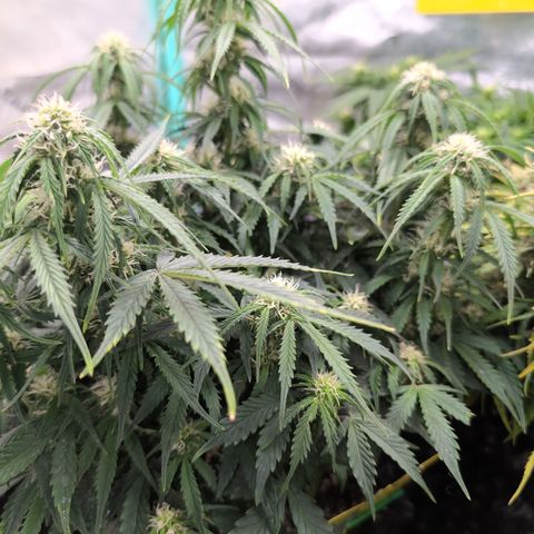 Zelda- Purple Panama Red 17-21%S, (94 days),  287w/60d growlog timeline photo