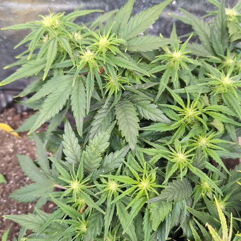 Quinn- Quarter Pounder w/Cheese (84d) 22-28%Sativa 163g wet/36g dry growlog timeline photo
