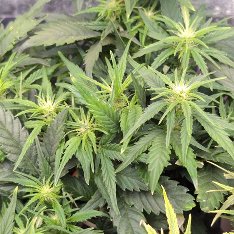 Quinn- Quarter Pounder w/Cheese (84d) 22-28%Sativa 163g wet/36g dry growlog timeline photo