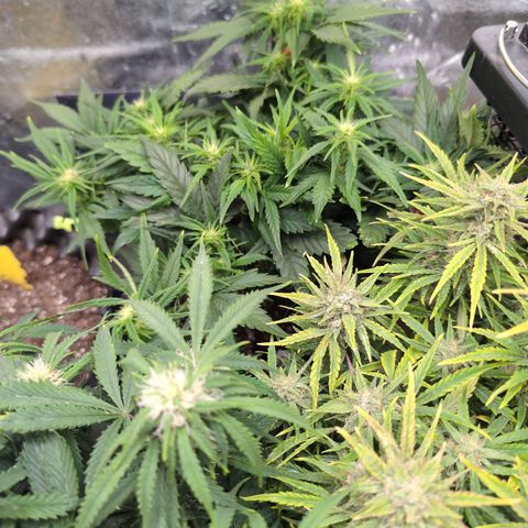 Quinn- Quarter Pounder w/Cheese (84d) 22-28%Sativa 163g wet/36g dry growlog timeline photo