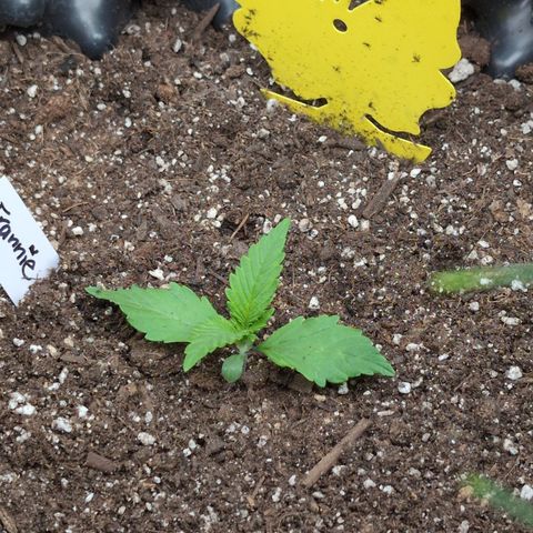Frannie- BB Fat Bastard (90), Hybrid, 30-38%, 312 wet/57 dry growlog timeline photo