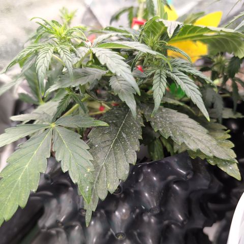 Chrissy -Bruce Banner (78d) 27-33% 60/40S, 215gw/41g dry growlog timeline photo
